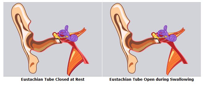 Eustachian Tube Closed at Rest 	Eustachian Tube Open during Swallowing