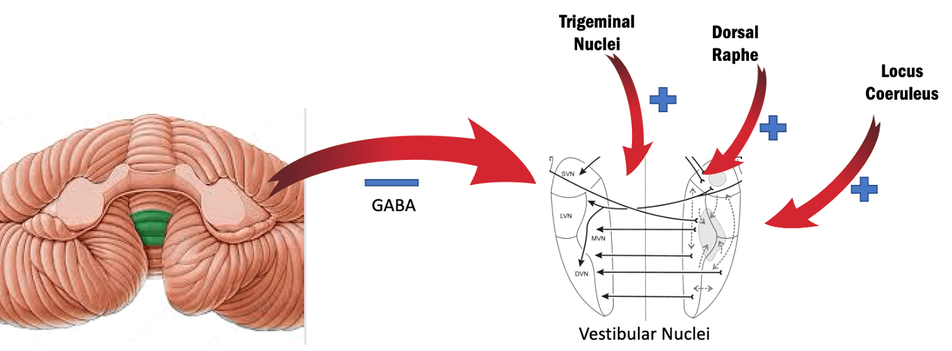 vestibular nuclei diagram